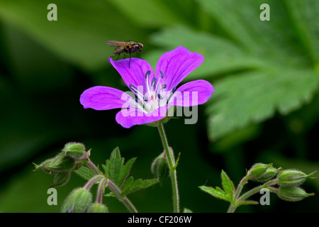 Wood Cranesbill / Woodland Geranium (Geranium sylvaticum) in flower and fly Stock Photo