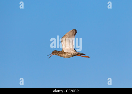 Common Redshank (Tringa totanus) calling in flight Stock Photo