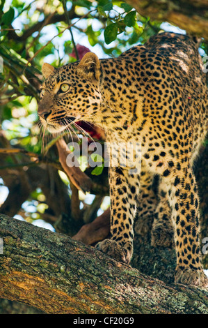 Leopard in Masai Mara Stock Photo