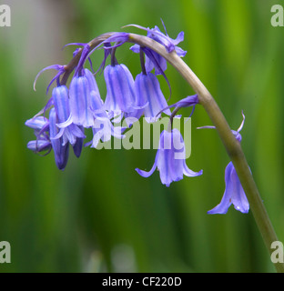 Common Bluebell, ( Hyacinthoides ) a blue flower seen in spring, here in Lymm, Cheshire, UK Stock Photo