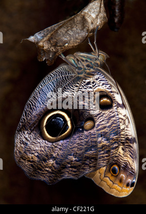 Blue Morpho Butterfly Emerging From Chrysalis. Stock Photo