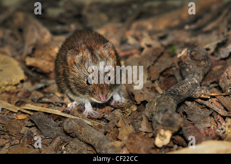 A delightful harvest mouse scurrying through the woodland floor UK Stock Photo