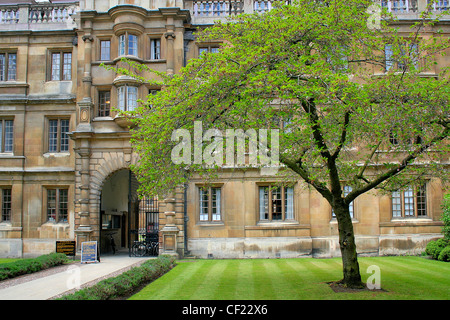 Spring Cherry tree in a courtyard at Clare College University City of Cambridge, Cambridgeshire, England, UK Stock Photo