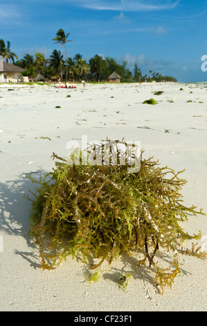 Paje, Zanzibar, Tanzania Stock Photo