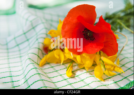 Still life in summer with red Poppy and yellow Broom Stock Photo