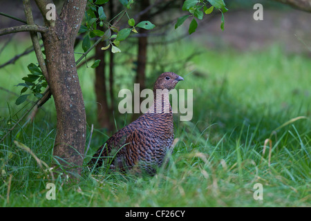 Black Grouse Blackgame birkhuhn tetrao tetrix Stock Photo