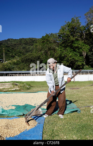 Young man raking coffee beans as they dry at Finca Lerida coffee farm,  near Boquete , Chiriqui , Panama Stock Photo