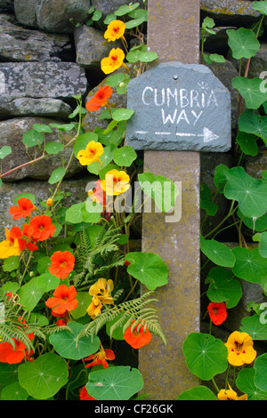 Nasturtium and other flowers grow next to Cumbria Way sign and dry stone wall on Lake District National Park Boundary. Stock Photo