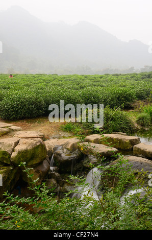 Misty hills and stream at the West Lake Xi Hu plantation in Hangzhou Peoples Republic of China Stock Photo
