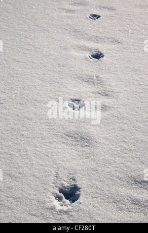 Fox tracks in snow at Gale River forest in the White Mountains, New Hampshire USA during the winter months Stock Photo