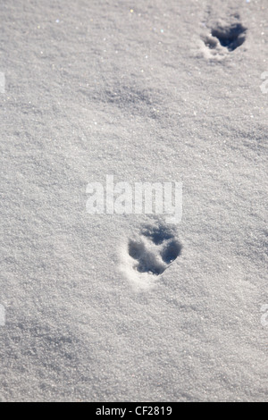 Fox tracks in snow at Gale River forest in the White Mountains, New Hampshire USA during the winter months Stock Photo