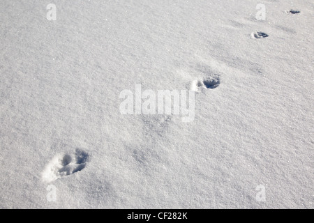 Fox tracks in snow at Gale River forest in the White Mountains, New Hampshire USA during the winter months Stock Photo