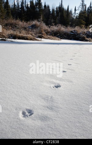 Fox tracks in snow at Gale River forest in the White Mountains, New Hampshire USA during the winter months Stock Photo