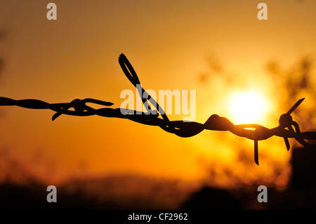 Barbed wire at sunset in Sahuarita, Arizona, USA. Stock Photo
