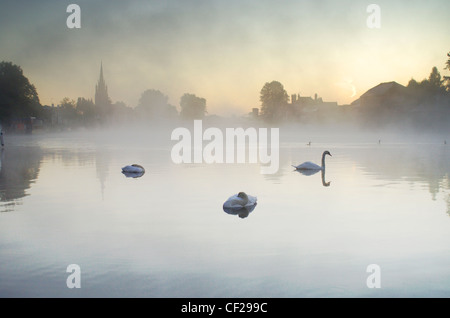 Swans at dawn in the mist at Marlow. The name Marlow is Anglo Saxon and means 'land remaining after the draining of a pool'. Stock Photo