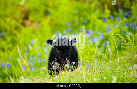 Lake District National Park. Black Lamb and a blanket of bluebells on a fell near Dunnerdale Forest. Stock Photo