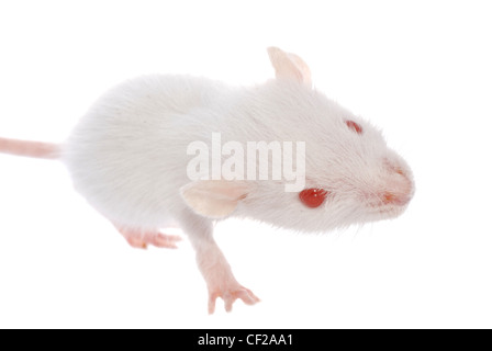 rat isolated on white background Stock Photo