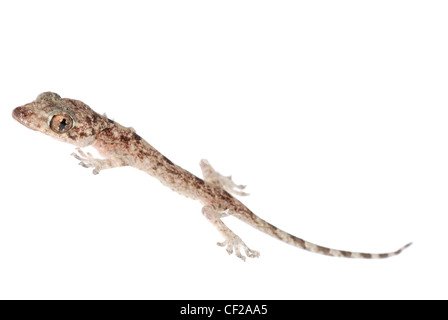 gecko babe isolated on white background Stock Photo