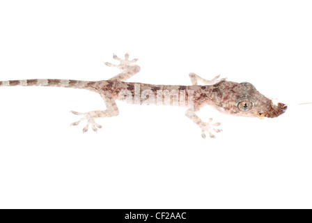 gecko babe eat roach, isolated on white background Stock Photo