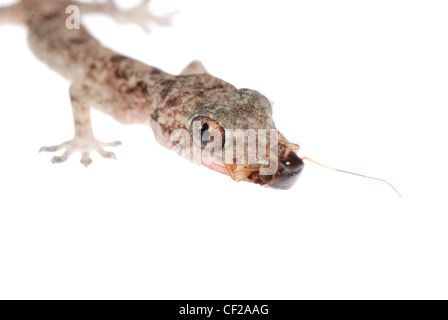 gecko babe eat roach, isolated on white background Stock Photo