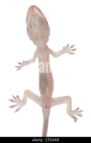 gecko babe isolated on white background Stock Photo