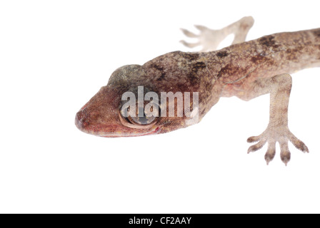 gecko babe head isolated on white background Stock Photo