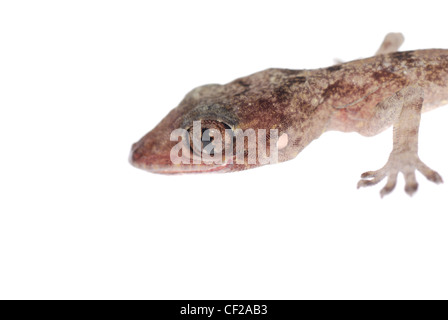 gecko babe head isolated on white background Stock Photo