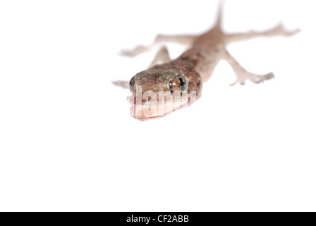 gecko babe isolated on white background Stock Photo
