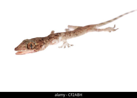 gecko babe isolated on white background Stock Photo