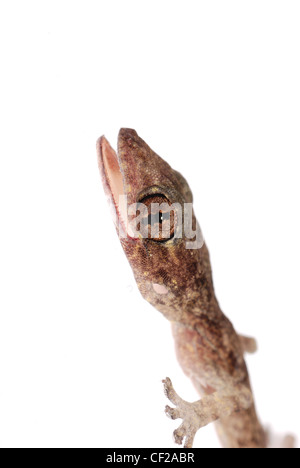gecko babe head close up, isolated on white background Stock Photo