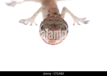 gecko babe isolated on white background Stock Photo