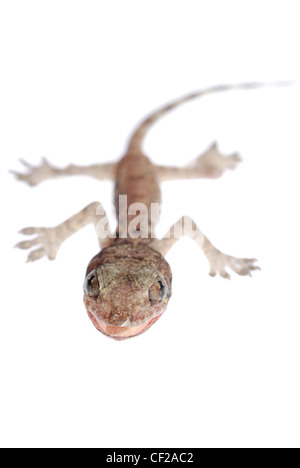 gecko babe isolated on white background Stock Photo