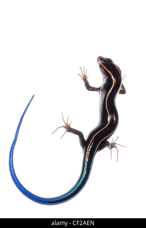 skink lizard isolated on white background Stock Photo