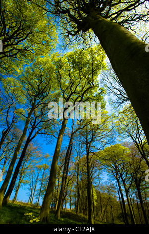 Woodland canopy in Holywell Dene, a popular pocket of forest near the Northumberland/ Tyneside border. Stock Photo