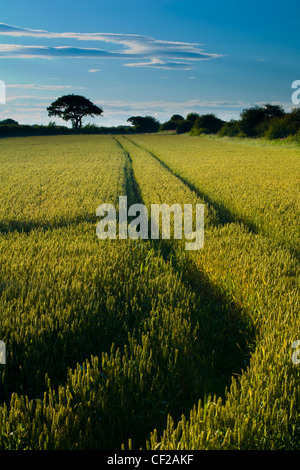 Farm track running through a field used for agriculture in North Tyneside. Stock Photo