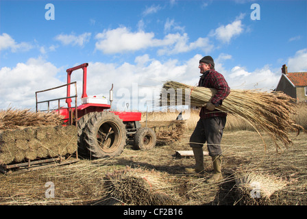 A reed cutter carrying a bundle of cut reeds to load onto the back of a tractor. Stock Photo