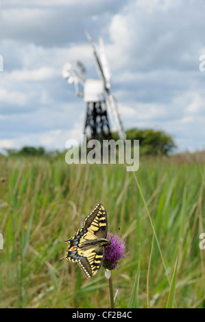 Swallowtail Butterfly, papilio machaon ssp britannicus, feeding on melancholy thistle. Stock Photo