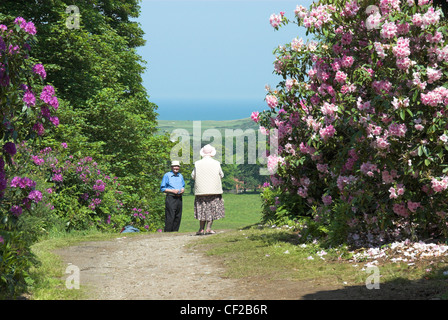 An elderly couple enjoying a summer walk with Rhododendron bushes and distant coastline. Stock Photo