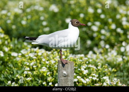 A black-headed adult Gull (Larus ridibundus) perched on a post above Puffin burrows on the Farne Islands. Stock Photo
