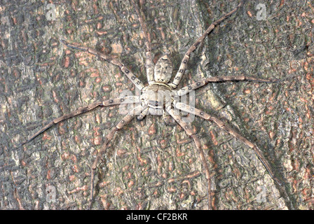 animal giant spider on tree Stock Photo