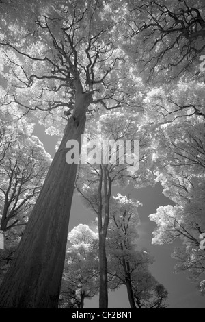 Atmospheric Black & White image of woodland in Holywell Dene near the Northumberland border. Stock Photo