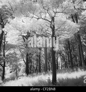 Atmospheric Black & White image of woodland in Holywell Dene near the Northumberland border. Stock Photo