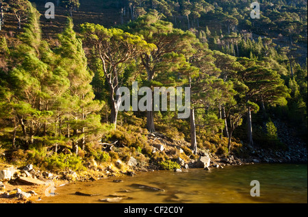 Heavy winds sway the branches of Scots Pines, surrounding the Lochan Uaine in the Glenmore Forest Park. Stock Photo