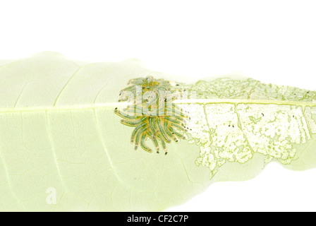 group of butterfly caterpillar bug on leaf isolated Stock Photo