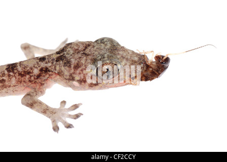 gecko babe eat roach, isolated on white background Stock Photo