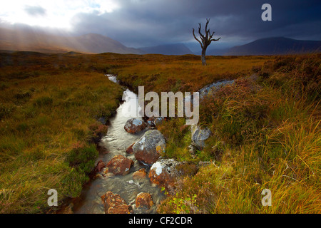 Storm clouds over a solitary tree on Rannoch Moor looking towards Glen Coe. Stock Photo