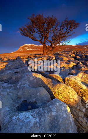 Tree growing out of the White Scar limestone pavement with Ingleborough, the second highest mountain in the Yorkshire Dales and Stock Photo