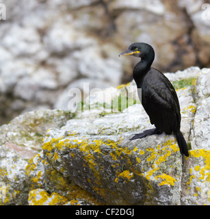 Great cormorant (Phalacrocorax carbo) portrait in nature. Stock Photo