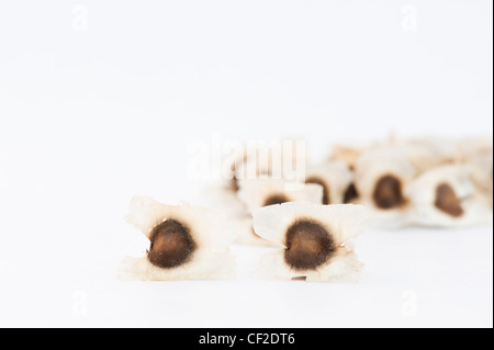 Moringa oleifera . Indian drumstick tree . The Horseradish tree seed pods on white background Stock Photo