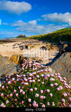 Sea Thrift growing along a rocky outcrop north of Bamburgh Castle. Stock Photo